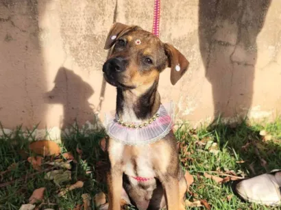 Cachorro raça SRD-ViraLata idade 2 a 6 meses nome Meg