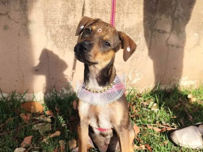 Cachorro ra a SRD-ViraLata idade 2 a 6 meses nome Meg