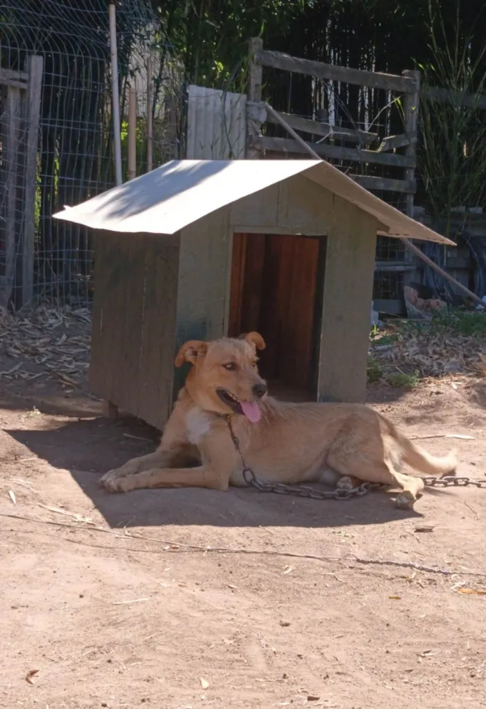 Cachorro ra a SRD-ViraLata idade 1 ano nome Saddam 