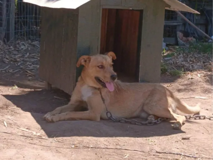 Cachorro ra a SRD-ViraLata idade 1 ano nome Saddam 
