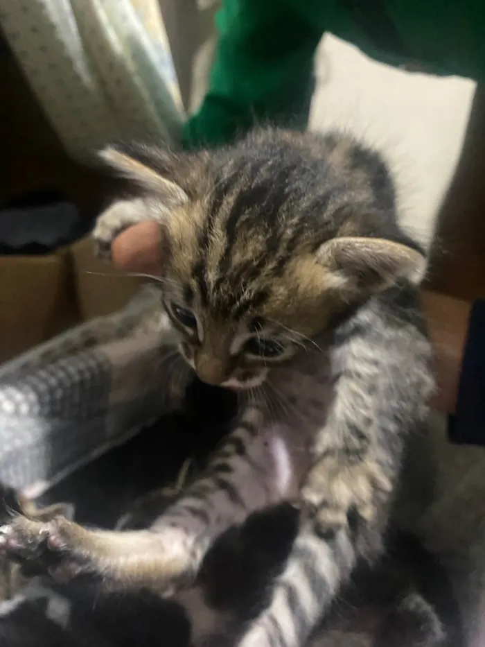 Gato ra a SRD-ViraLata idade Abaixo de 2 meses nome Malu 