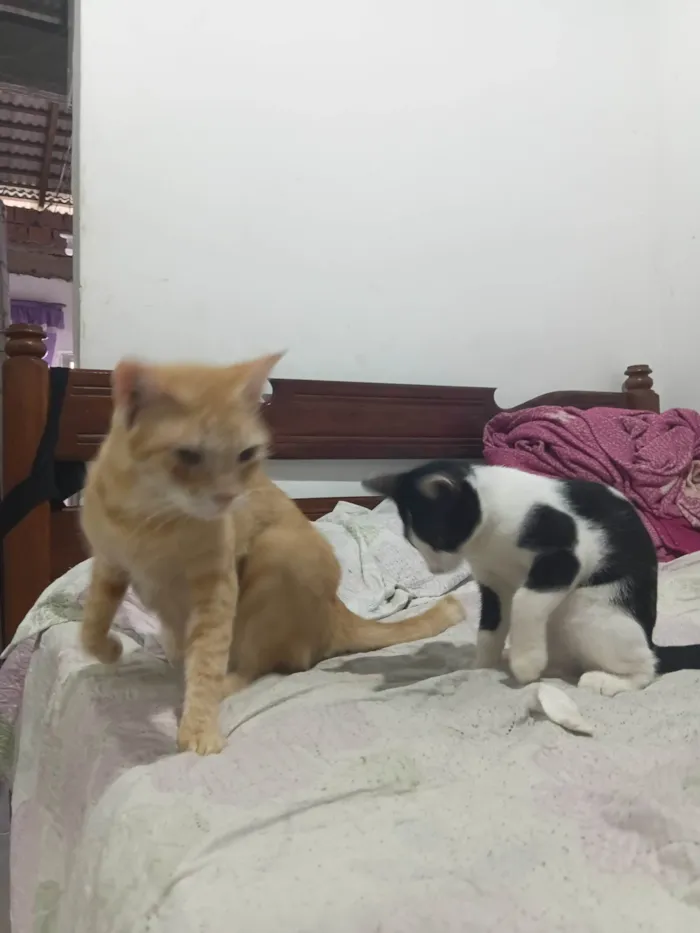 Gato ra a SRD-ViraLata idade 4 anos nome Kety e fredy