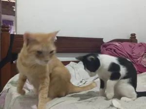 Gato raça SRD-ViraLata idade 4 anos nome Kety e fredy