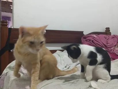 Gato raça SRD-ViraLata idade 4 anos nome Kety e fredy