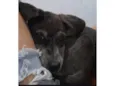 Cachorro ra a SRD-ViraLata idade 7 a 11 meses nome Pandora