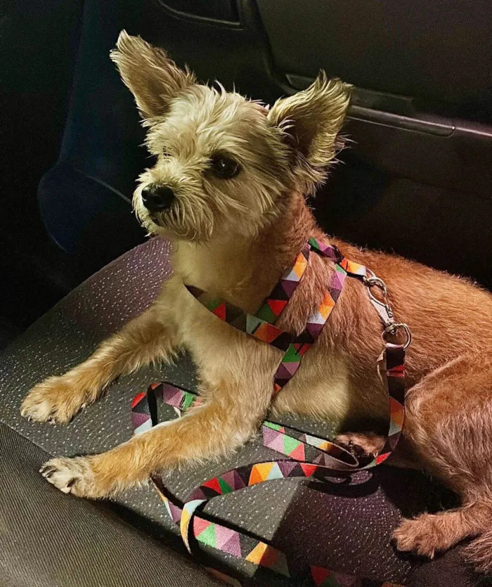 Cachorro ra a SRD-ViraLata idade 5 anos nome Ramona 