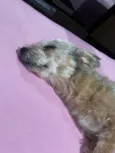 Cachorro ra a SRD-ViraLata idade 5 anos nome Ramona 