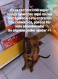 Cachorro ra a SRD-ViraLata idade 7 a 11 meses nome Sem nome
