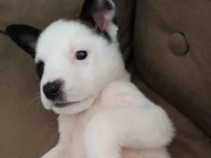 Cachorro raça SRD-ViraLata idade 2 a 6 meses nome Lola e Julie 