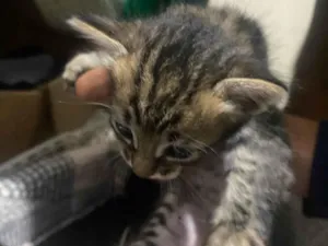 Gato raça SRD-ViraLata idade Abaixo de 2 meses nome Malu 