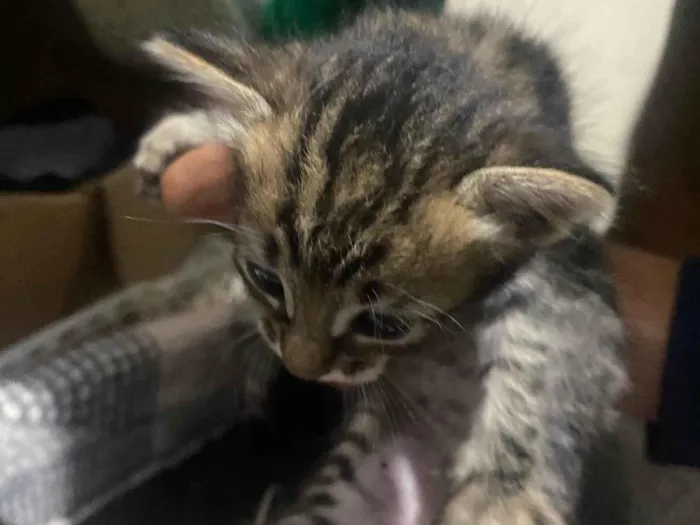 Gato raça SRD-ViraLata idade Abaixo de 2 meses nome Malu 