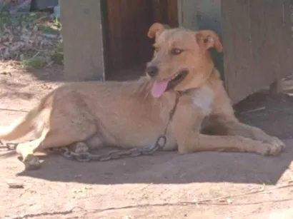Cachorro raça SRD-ViraLata idade 1 ano nome Saddam 