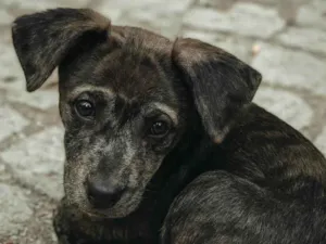 Cachorro raça SRD-ViraLata idade 7 a 11 meses nome Pandora