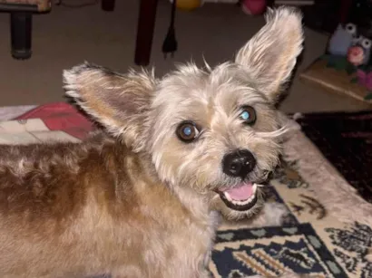 Cachorro ra a SRD-ViraLata idade 5 anos nome Ramona 