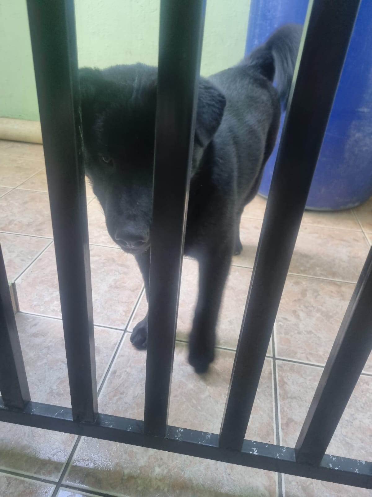 Cachorro ra a Chow Chow idade 7 a 11 meses nome Patolino