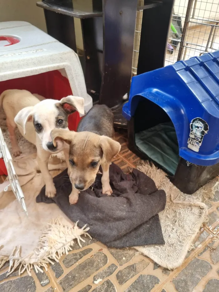 Cachorro ra a SRD-ViraLata idade Abaixo de 2 meses nome Pipoca