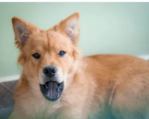 Cachorro ra a Chow Chow idade 7 a 11 meses nome Capivara