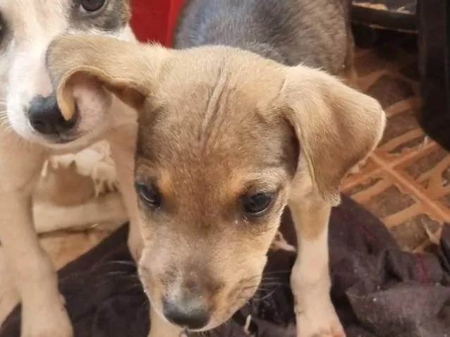 Cachorro ra a SRD-ViraLata idade Abaixo de 2 meses nome Pipoca