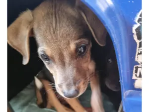 Cachorro raça SRD-ViraLata idade Abaixo de 2 meses nome Pipoca