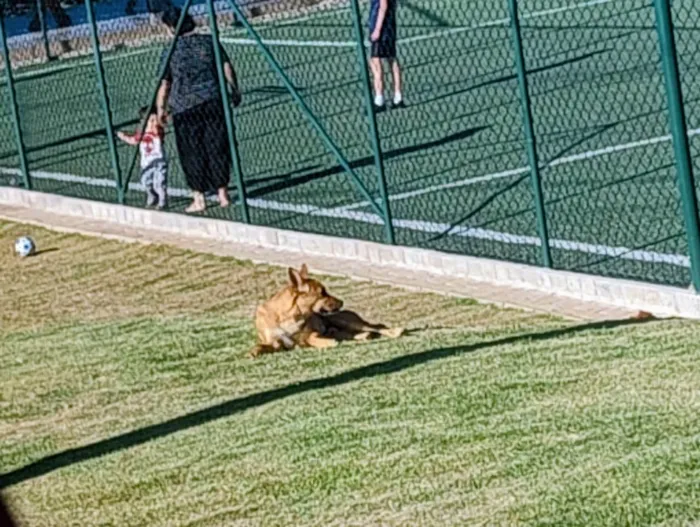 Cachorro ra a SRD-ViraLata idade 2 anos nome Veridiana Franco