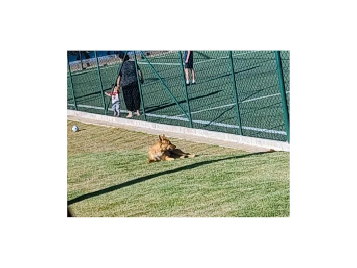 Cachorro ra a SRD-ViraLata idade 2 anos nome Veridiana Franco