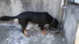Cachorro ra a Rottweiler idade 3 anos nome Floki
