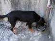 Cachorro ra a Rottweiler idade 3 anos nome Floki