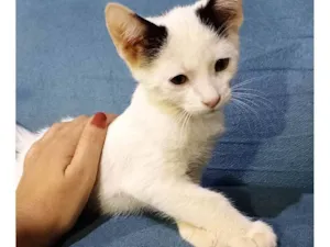 Gato raça SRD-ViraLata idade 2 a 6 meses nome Não tem nome