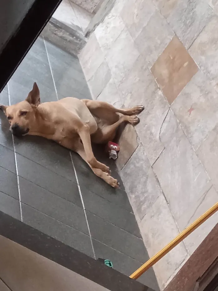 Cachorro ra a SRD-ViraLata idade 2 anos nome Canela 