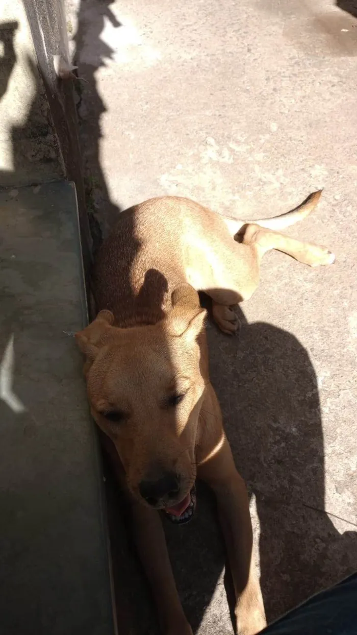 Cachorro ra a SRD-ViraLata idade 2 anos nome Canela 