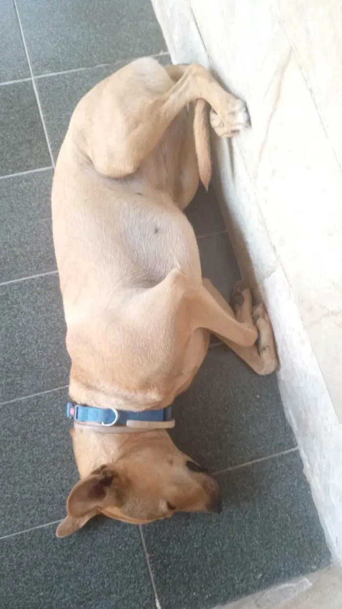 Cachorro ra a SRD-ViraLata idade 2 anos nome Canela 