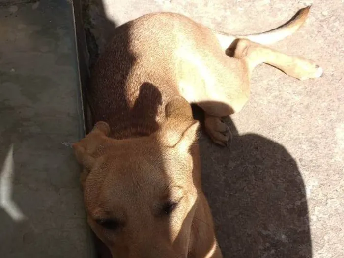 Cachorro ra a SRD-ViraLata idade 2 anos nome Canela 
