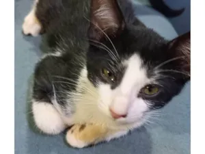 Gato raça SRD-ViraLata idade 2 a 6 meses nome Não tem nome