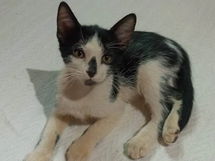 Gato ra a SRD-ViraLata idade 2 a 6 meses nome Gatinha sem nome