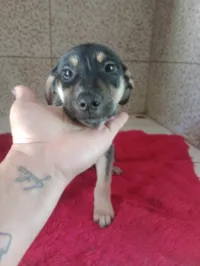 Cachorro ra a SRD-ViraLata idade 2 a 6 meses nome Marronzinho