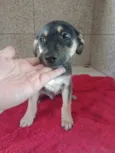 Cachorro ra a SRD-ViraLata idade 2 a 6 meses nome Marronzinho