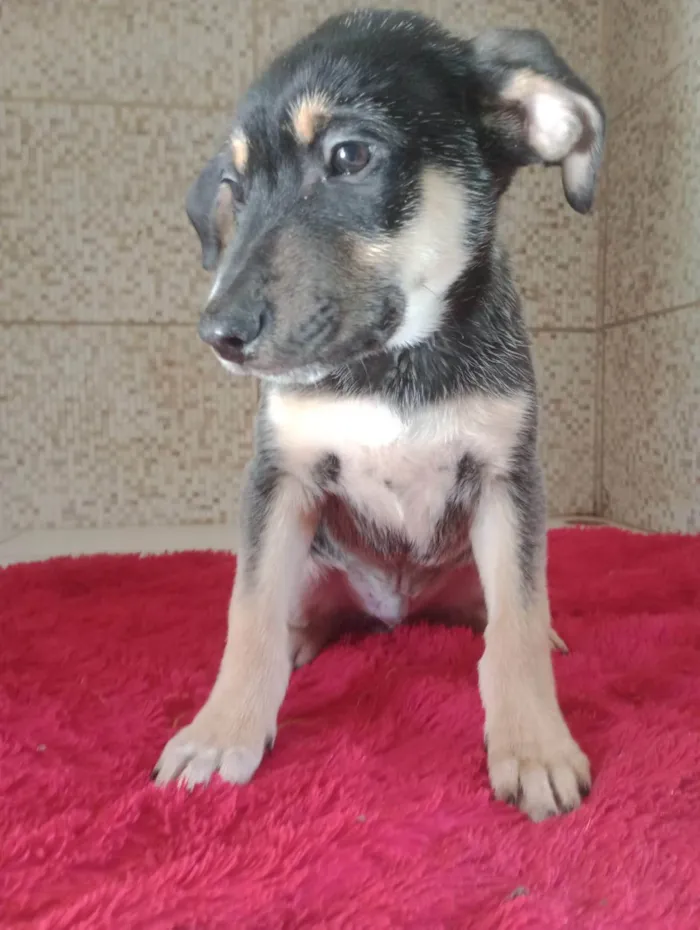 Cachorro ra a SRD-ViraLata idade 2 a 6 meses nome Marronzinho