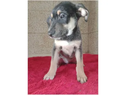 Cachorro ra a SRD-ViraLata idade 2 a 6 meses nome Marronzinho