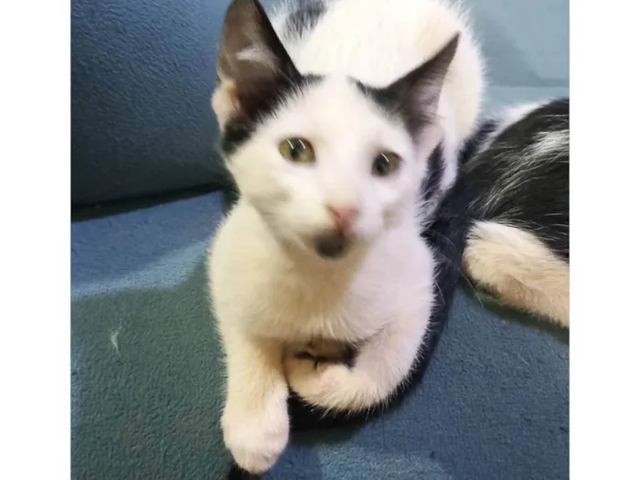 Gato ra a SRD-ViraLata idade 2 a 6 meses nome Gatinha sem nome 