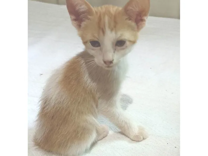 Gato ra a SRD-ViraLata idade 2 a 6 meses nome Amarelinho sem nome