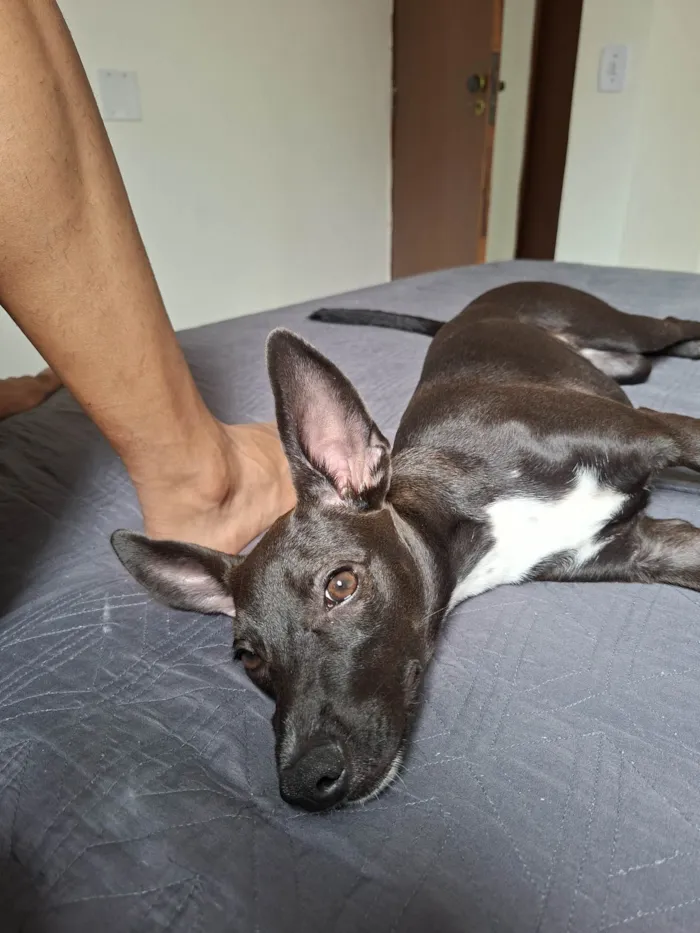 Cachorro ra a SRD-ViraLata idade 7 a 11 meses nome Lola