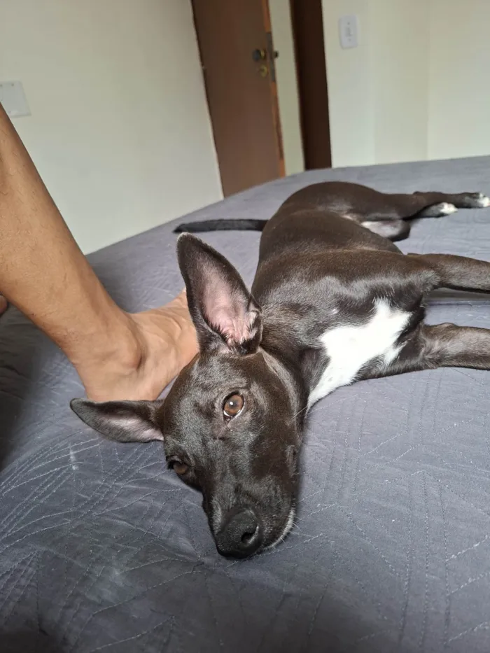 Cachorro ra a SRD-ViraLata idade 7 a 11 meses nome Lola