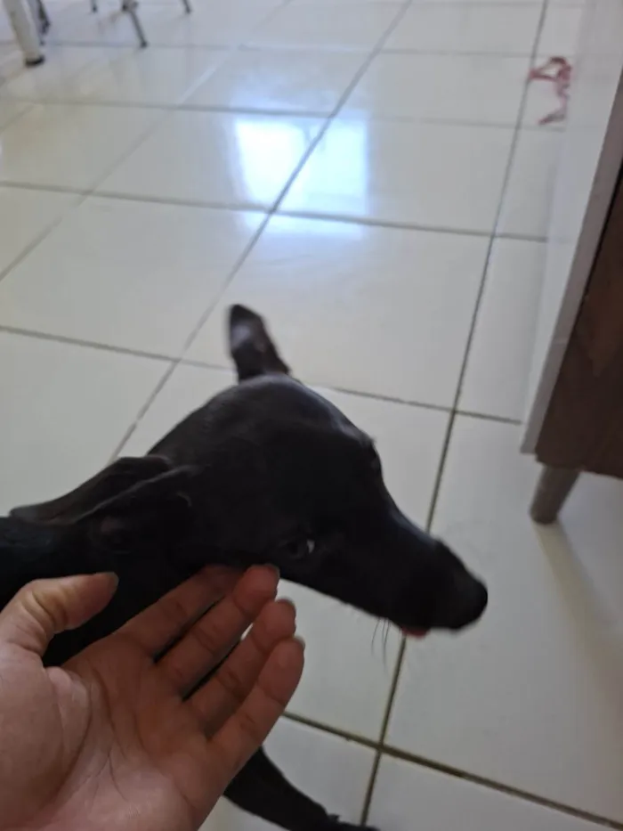 Cachorro ra a SRD-ViraLata idade 7 a 11 meses nome Lola