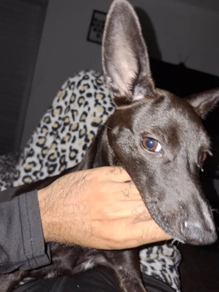 Cachorro ra a SRD-ViraLata idade 7 a 11 meses nome Lola