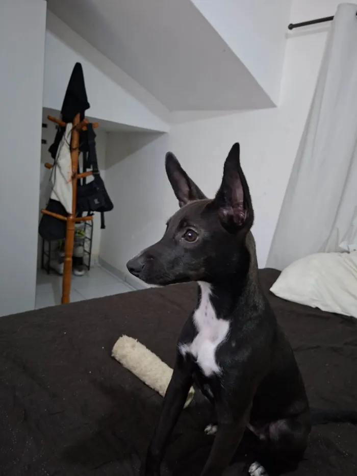 Cachorro ra a SRD-ViraLata idade 7 a 11 meses nome Lola
