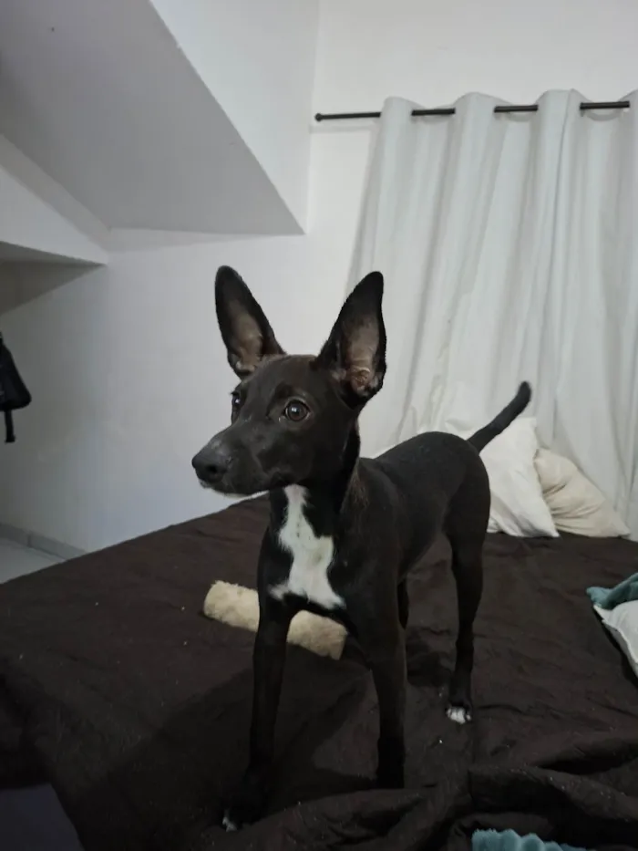 Cachorro ra a SRD-ViraLata idade 7 a 11 meses nome Lola