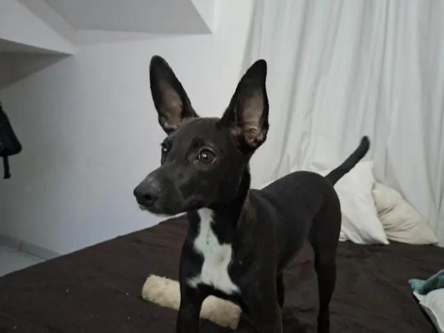 Cachorro raça SRD-ViraLata idade 7 a 11 meses nome Lola