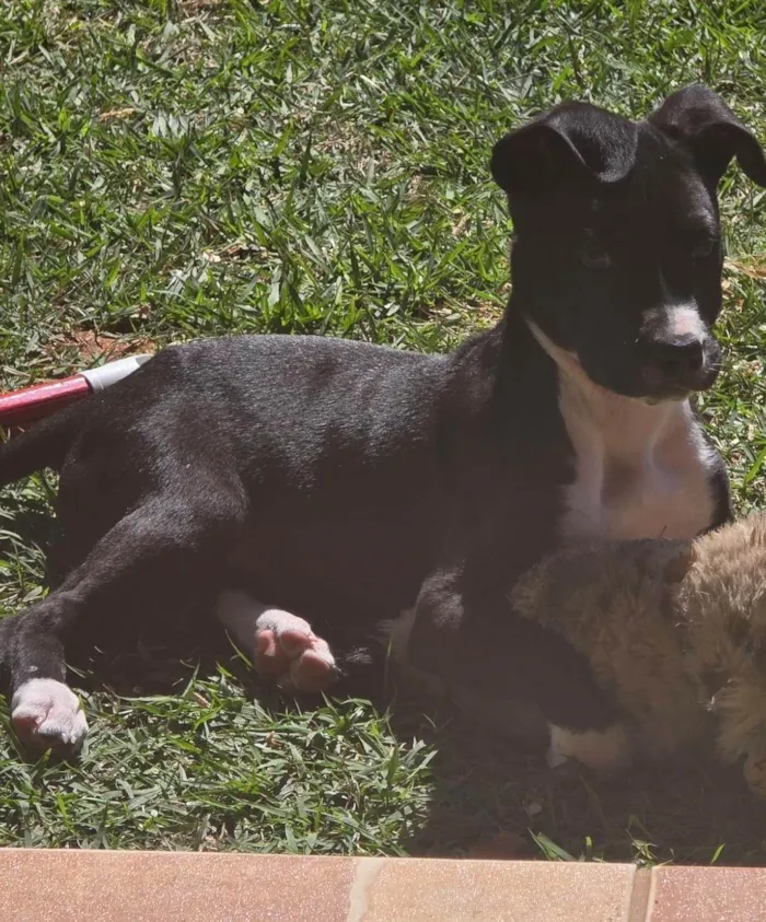 Cachorro ra a SRD-ViraLata idade 2 a 6 meses nome Bento