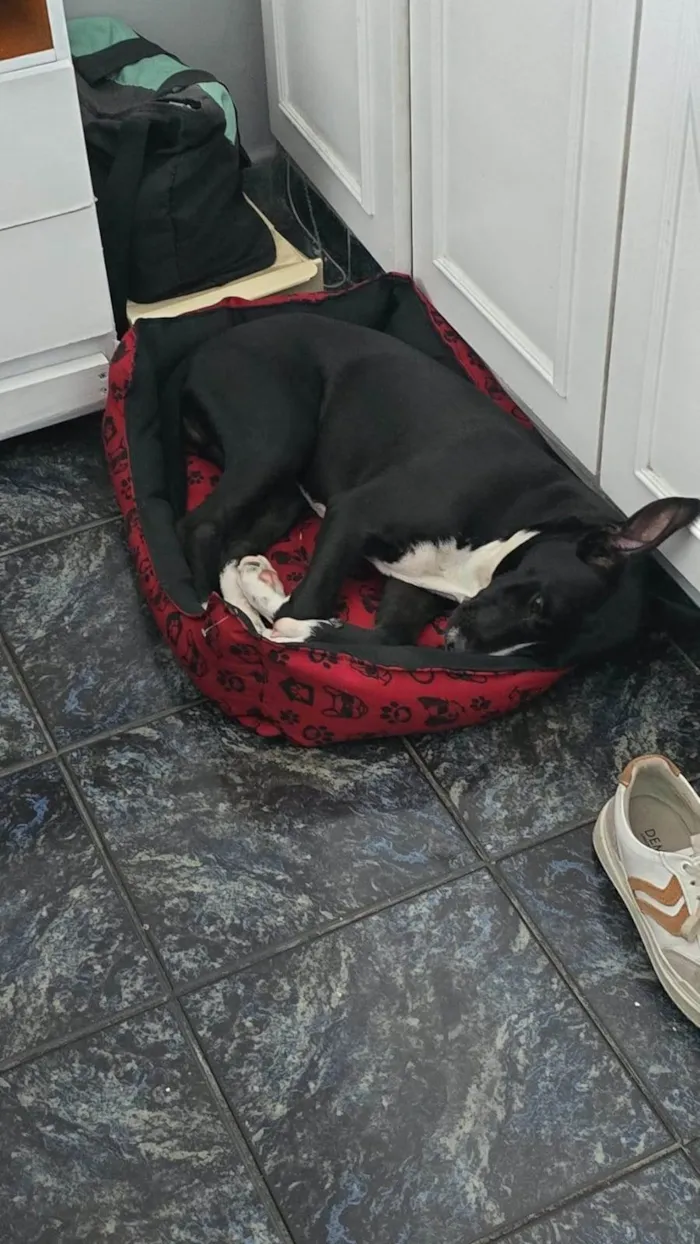 Cachorro ra a SRD-ViraLata idade 2 a 6 meses nome Bento