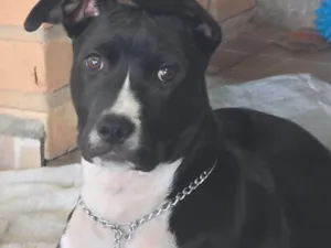 Cachorro ra a SRD-ViraLata idade 2 a 6 meses nome Bento